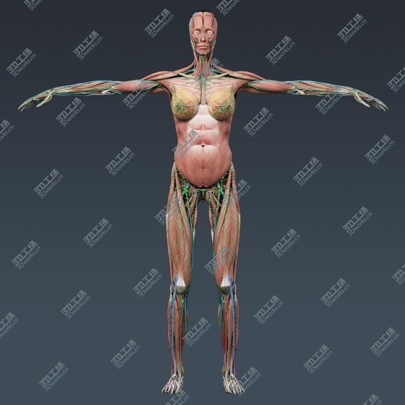 images/goods_img/20210113/Human Female Anatomy - Body, Muscles, Skeleton, Internal Organs and Lymphatic/4.jpg